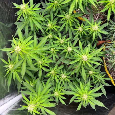 Gorilla Gelato growlog timeline photo