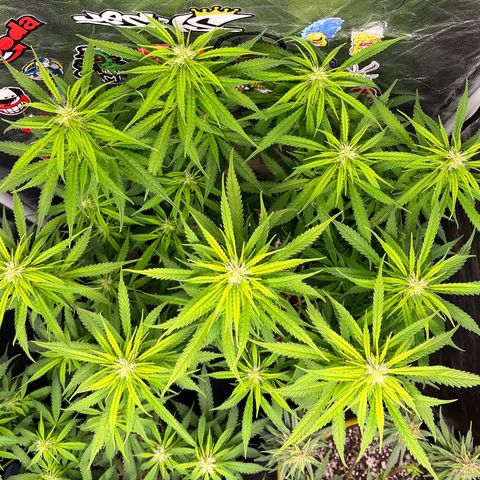 Gorilla Gelato #1 growlog timeline photo