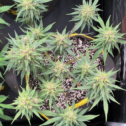 Critical Orange Punch growlog timeline photo