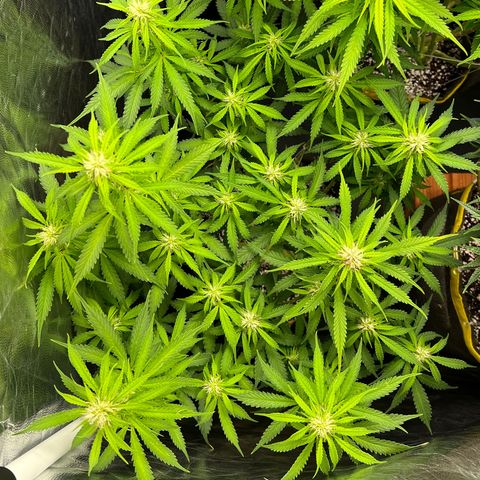 Gorilla Gelato growlog timeline photo