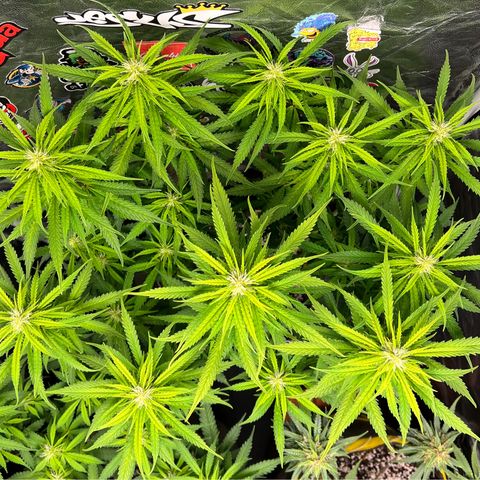 Gorilla Gelato #1 growlog timeline photo