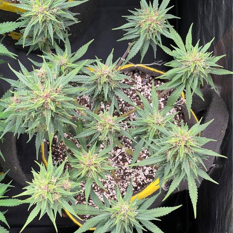 Critical Orange Punch growlog timeline photo