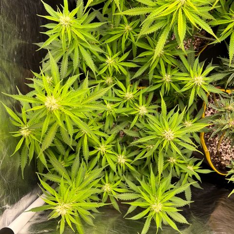 Gorilla Gelato growlog timeline photo