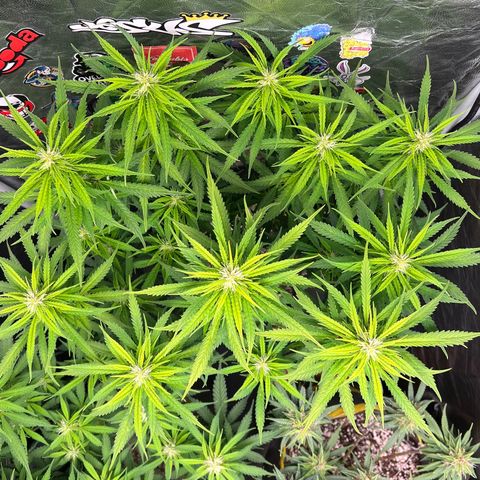 Gorilla Gelato #1 growlog timeline photo