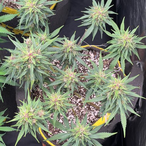 Critical Orange Punch growlog timeline photo