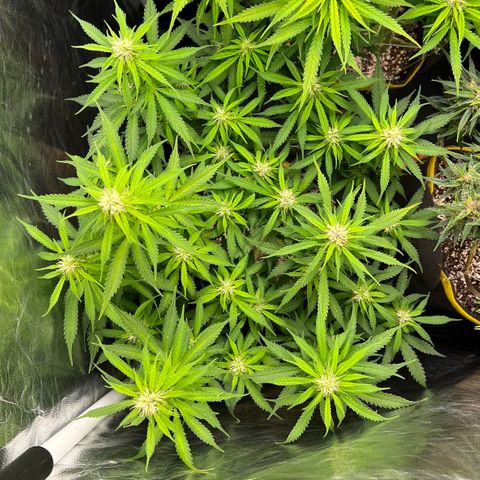 Gorilla Gelato growlog timeline photo