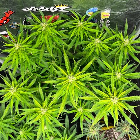 Gorilla Gelato #1 growlog timeline photo
