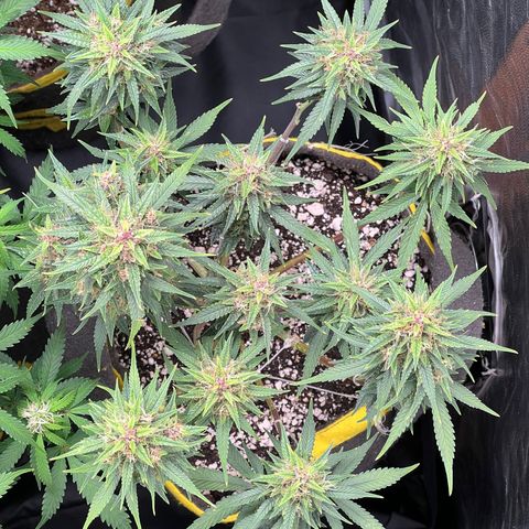 Critical Orange Punch growlog timeline photo