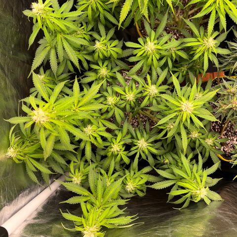 Gorilla Gelato growlog timeline photo