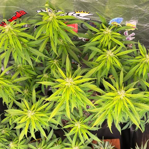 Gorilla Gelato #1 growlog timeline photo
