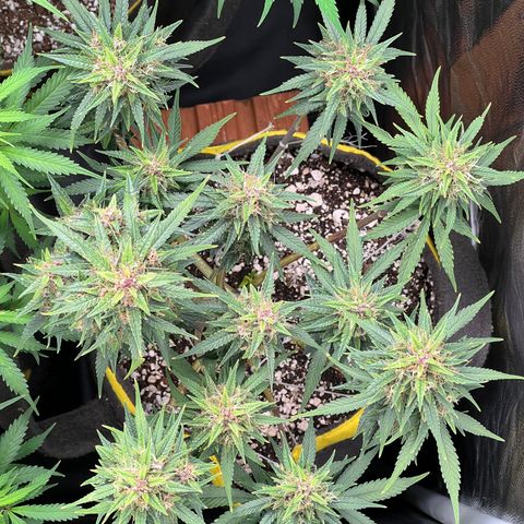 Critical Orange Punch growlog timeline photo