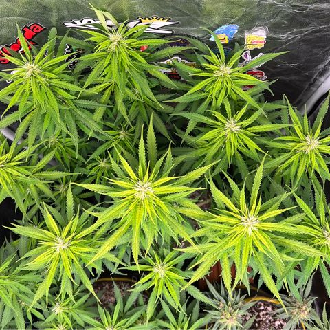 Gorilla Gelato #1 growlog timeline photo