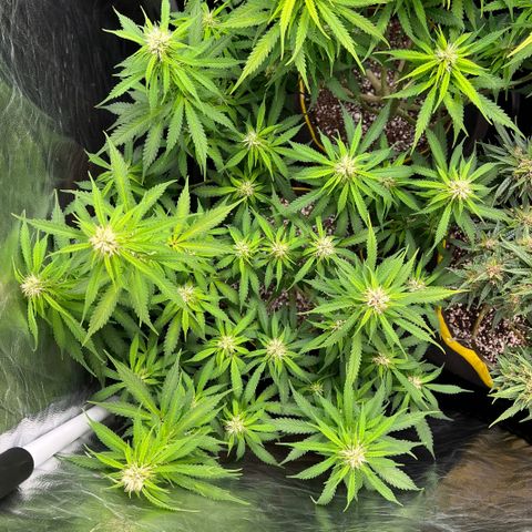 Gorilla Gelato growlog timeline photo