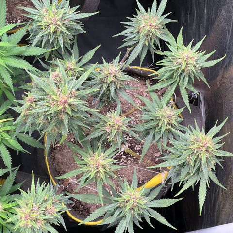 Critical Orange Punch growlog timeline photo