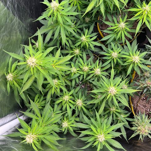 Gorilla Gelato growlog timeline photo