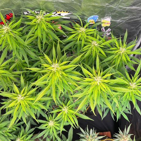 Gorilla Gelato #1 growlog timeline photo