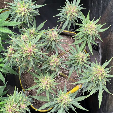 Critical Orange Punch growlog timeline photo