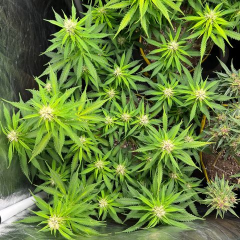 Gorilla Gelato growlog timeline photo