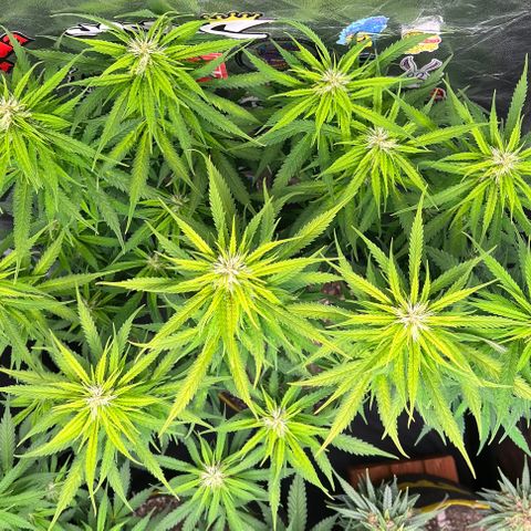 Gorilla Gelato #1 growlog timeline photo