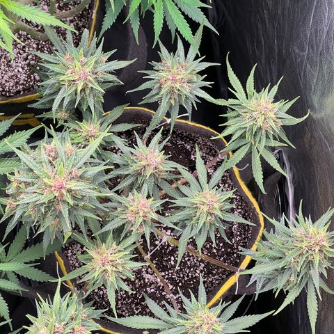 Critical Orange Punch growlog timeline photo