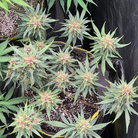 Critical Orange Punch growlog timeline photo