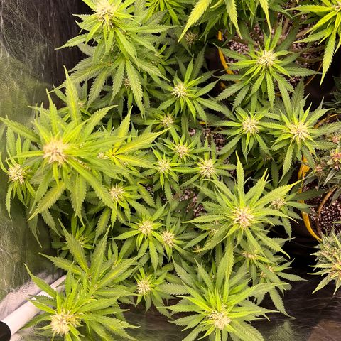 Gorilla Gelato growlog timeline photo
