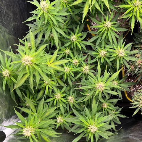 Gorilla Gelato growlog timeline photo