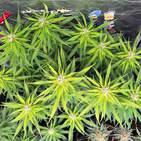 Gorilla Gelato #1 growlog timeline photo