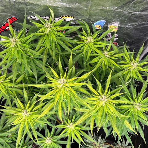 Gorilla Gelato #1 growlog timeline photo