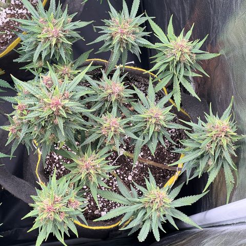 Critical Orange Punch growlog timeline photo