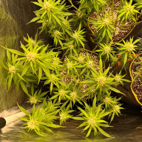 Gorilla Gelato growlog timeline photo