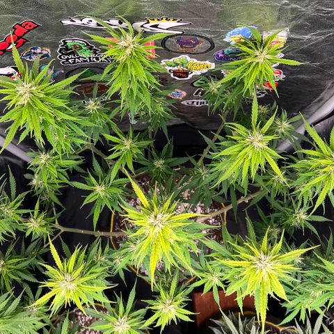 Gorilla Gelato #1 growlog timeline photo