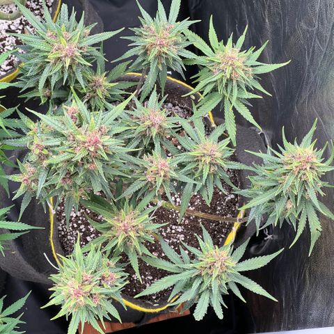 Critical Orange Punch growlog timeline photo