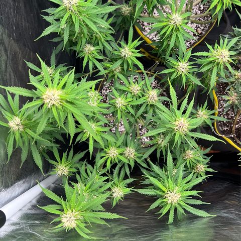 Gorilla Gelato growlog timeline photo