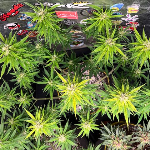 Gorilla Gelato #1 growlog timeline photo