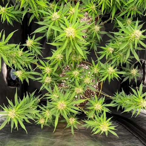 Gorilla Gelato growlog timeline photo