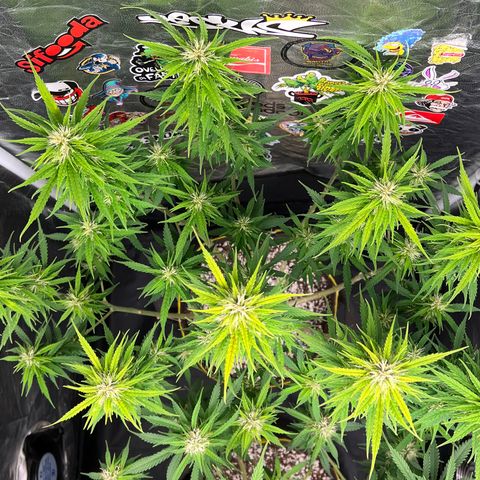 Gorilla Gelato #1 growlog timeline photo