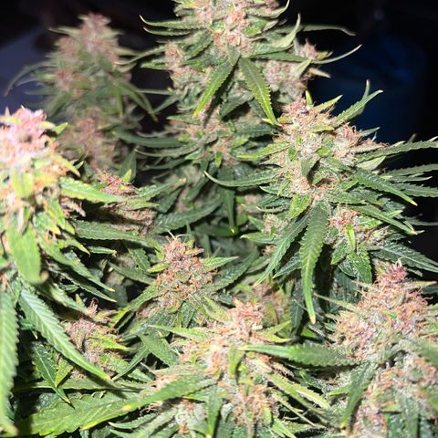 Critical Orange Punch growlog timeline photo