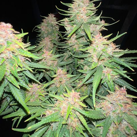 Critical Orange Punch growlog timeline photo