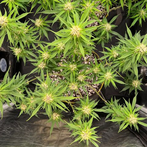 Gorilla Gelato growlog timeline photo