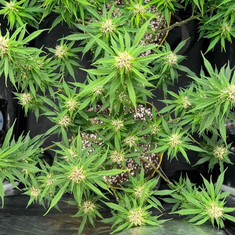Gorilla Gelato growlog timeline photo