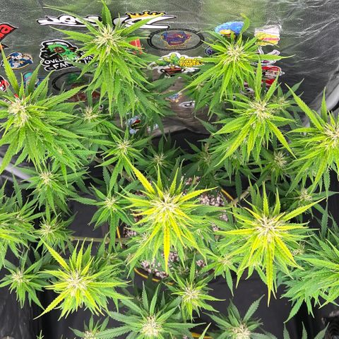 Gorilla Gelato #1 growlog timeline photo