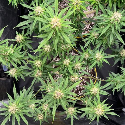 Gorilla Gelato growlog timeline photo