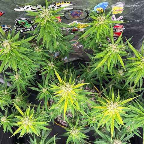 Gorilla Gelato #1 growlog timeline photo