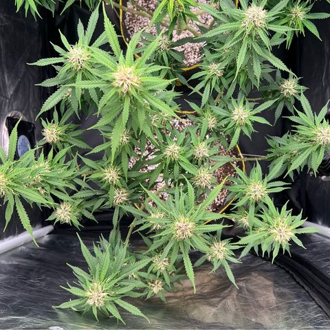 Gorilla Gelato growlog timeline photo