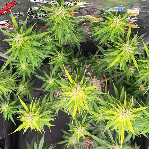 Gorilla Gelato #1 growlog timeline photo