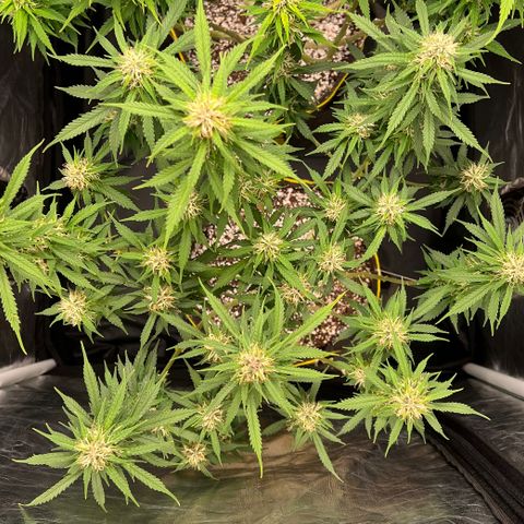Gorilla Gelato growlog timeline photo