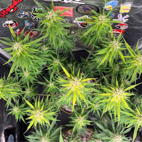 Gorilla Gelato #1 growlog timeline photo