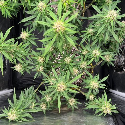 Gorilla Gelato growlog timeline photo