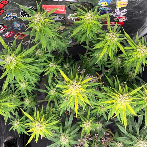 Gorilla Gelato #1 growlog timeline photo